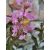 Selyemmirtusz - Lagerstroemia 