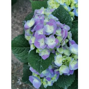 Kerti hortenzia - Hydrangea macrophylla Blue