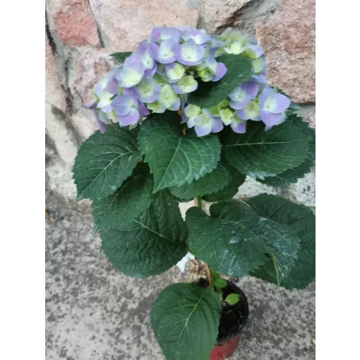 Kerti hortenzia - Hydrangea macrophylla Blue