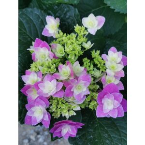 Kerit hortenzia - Hydrangea macrophylla Double Star Blue