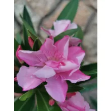 Leander Louis Pouget (49)