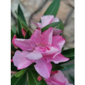 Leander Louis Pouget (49)