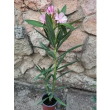 Leander Louis Pouget (49)