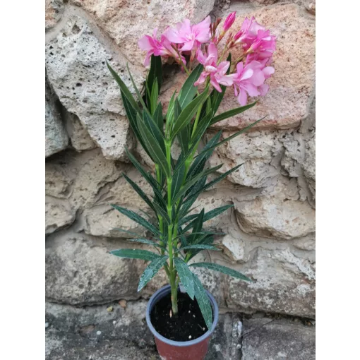 Leander Rebeka Csillaga (149)