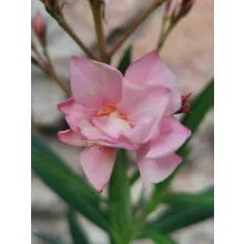 Leander Rosario (111)