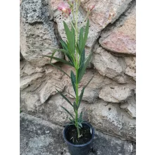 Leander Rosario (111)