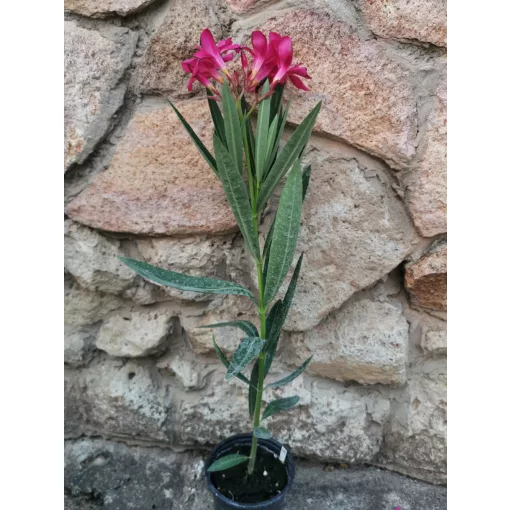 Leander Red JR 95-3 (126)