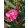 Leander Eugenia Flower (104)