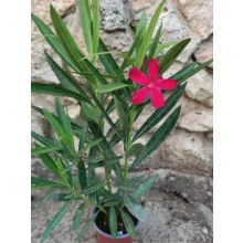 Leander Hamvadó Parázs (96)