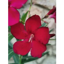 Leander Vérvörös Bársony (93)