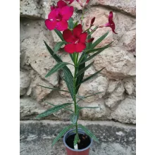 Leander Vérvörös Bársony (93)