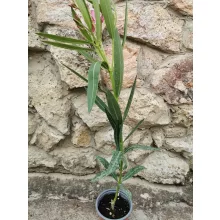 Leander Altini (114)