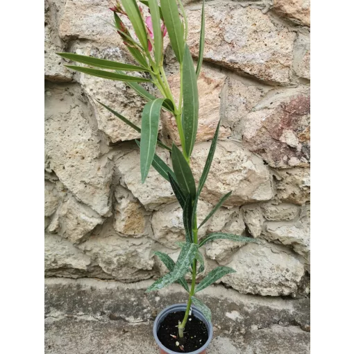 Leander Altini (114)