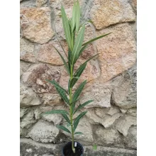 Leander Bíbordó (79)