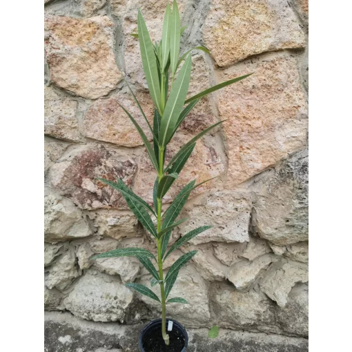 Leander Bíbordó (79)