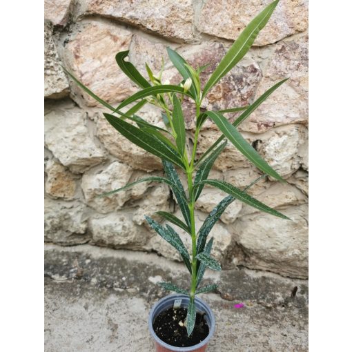 Leander Dupla Mandula (162)