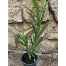 Leander Harriet Newding (35)