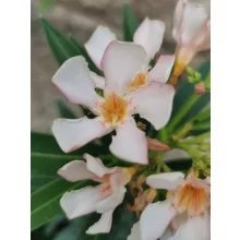 Leander Petite Salmone (202)