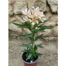 Leander Petite Salmone (202)