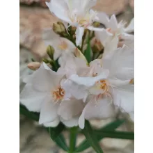 Leander Rokokó Rose (130)