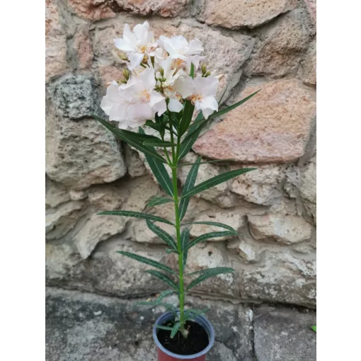 Leander Rokokó Rose (130)