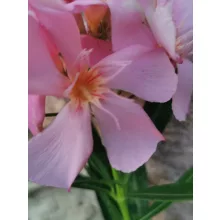 Leander Narancskalcit (127)