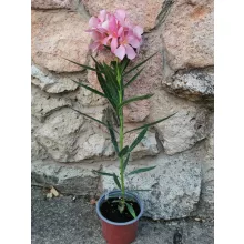 Leander Narancskalcit (127)