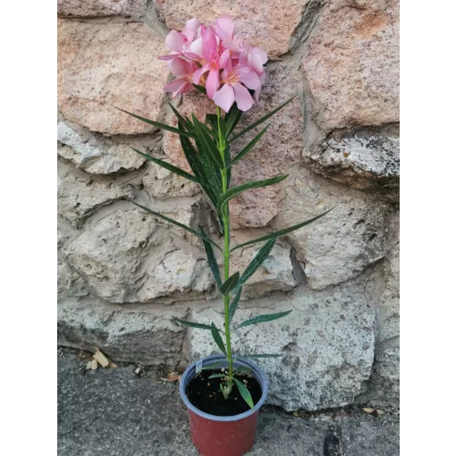 Leander Narancskalcit (127)