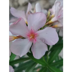 Leander Pelikán (52)