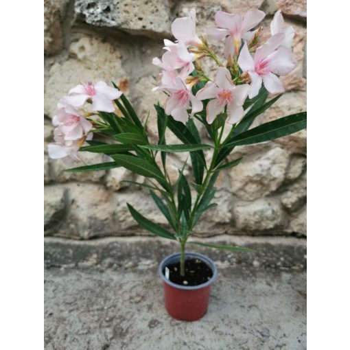 Leander Pelikán (52)