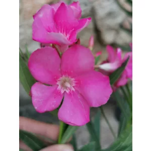 Leander Calipso (141)