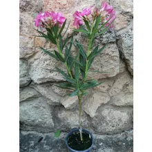 Leander Calipso (141)