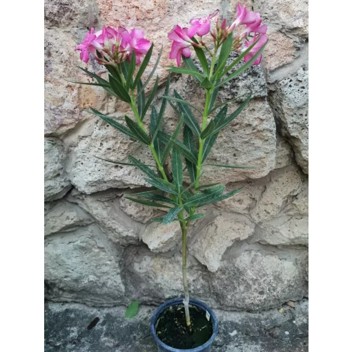 Leander Calipso (141)