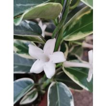Koszorú futóka - Stephanotis floribunda Alpine