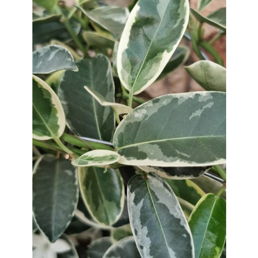 Koszorú futóka - Stephanotis floribunda Alpine