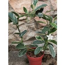 Koszorú futóka - Stephanotis floribunda Alpine