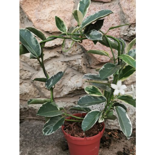 Koszorú futóka - Stephanotis floribunda Alpine