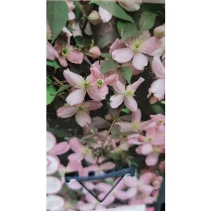 Clematis montana Fragrant Spring - Klemátisz