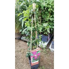 Clematis viticella Madame Julia Correvon