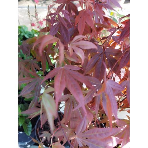 Acer palmatum Atropurpureum (p10) - Japán juhar