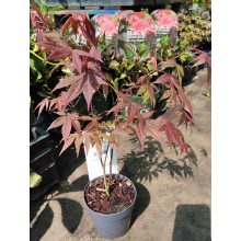 Acer palmatum Atropurpureum (p10) - Japán juhar
