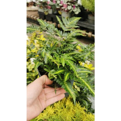 Arachniodes aristata Variegata - Keleti magyalpáfrány