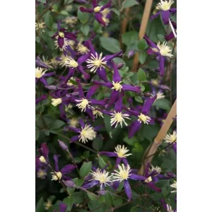 Clematis Aromatica