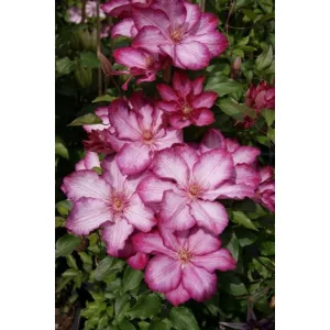 Clematis Liberty