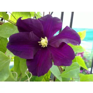 Clematis Warszavszka Nike (p9) - Iszalag
