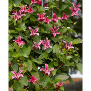 Clematis Princess Diana
