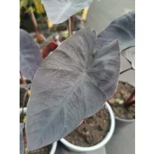 Colocasia Black Magic - Elefántfül