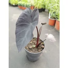 Colocasia Black Magic - Elefántfül