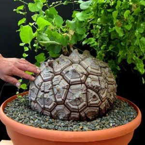 Dioscorea elephantipes