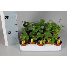 Dioscorea elephantipes